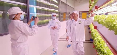 看菜不是菜,看菜還是菜 探訪(fǎng)湖南省國(guó)際稻都農(nóng)業(yè)技術(shù)研究院新型智慧蔬菜工廠(chǎng)