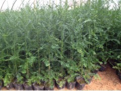 沙藏紅豆杉陳種/優(yōu)質紅豆杉種子出售/紅豆杉種子價格|林木種子|綠化苗木|供應信息|597苗木網