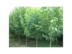 樂昌含笑苗木、種子~批發(fā)|林木種子|綠化苗木|供應信息|597苗木網
