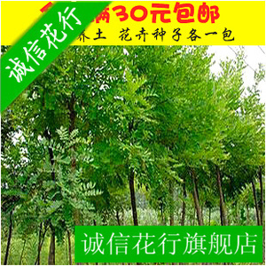 綠化苗木-國槐槐樹苗、國槐樹、細葉槐國槐樹槐樹苗大小規(guī)格全優(yōu)惠價5元,綠化苗木精心為您挑選-麥爾網購導航-網購寶