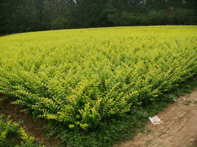 金蘭菊種子-沭陽縣錦源園林綠化苗木場苗木產品