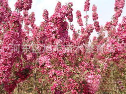 河?xùn)|區(qū)旭豐苗木繁育場(chǎng) 花卉種子 種苗產(chǎn)品列表