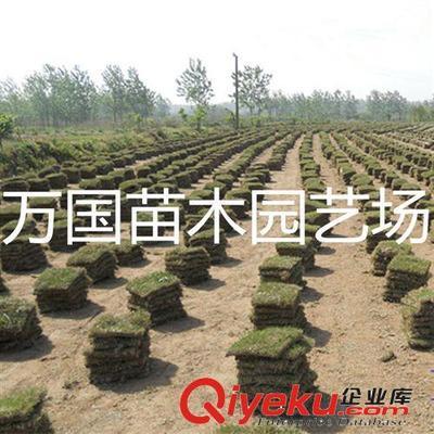 【一流供應(yīng)商】低價(jià)銷售馬尼拉草坪馬尼拉、結(jié)縷草價(jià)格量大優(yōu)惠多-沭陽(yáng)縣萬(wàn)國(guó)苗木園藝場(chǎng)提供【一流供應(yīng)商】低價(jià)銷售馬尼拉草坪馬尼拉、結(jié)縷草價(jià)格量大優(yōu)惠多的相關(guān)介紹、產(chǎn)品、服務(wù)、圖片、價(jià)格沭陽(yáng)縣萬(wàn)國(guó)苗木園藝場(chǎng)、花卉種子;綠化苗木;草坪種子;林木種子;l綠化工程