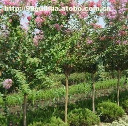 ,價(jià)格,廠家,供應(yīng)商,花木,咸寧萬(wàn)桂桂花苗木種植專業(yè)合作社 熱賣促銷 阿土伯網(wǎng)