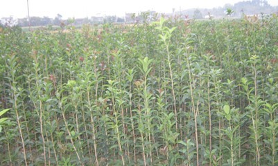 桂花樹種子苗桂花樹苗桂花樹小苗價(jià)格免費(fèi)咨詢量大從優(yōu)0.3元|喬灌木|綠化苗木|供應(yīng)信息|597苗木網(wǎng)