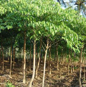 【薄荷種子價(jià)格及種植管理】?jī)r(jià)格,廠家,其它綠化苗木-搜了網(wǎng)