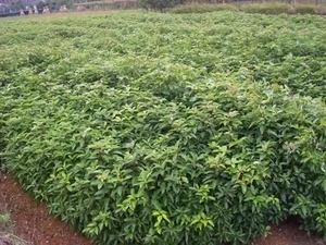 香樟種子