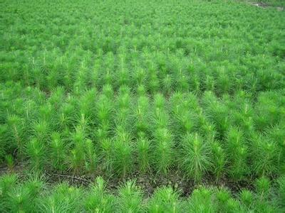 【濕地松種子種苗種植及種植管理】?jī)r(jià)格,廠家,其它綠化苗木-搜了網(wǎng)