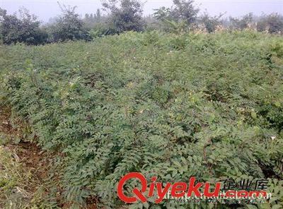 泰安鳳坦苗圃大量供應(yīng)優(yōu)質(zhì)花椒苗-泰安高新區(qū)鳳坦苗木中心提供泰安鳳坦苗圃大量供應(yīng)優(yōu)質(zhì)花椒苗的相關(guān)介紹、產(chǎn)品、服務(wù)、圖片、價(jià)格泰安高新區(qū)鳳坦苗木中心、果樹苗;綠化苗;占地苗;果樹苗;綠化苗;各種種子