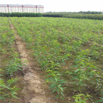 源東白大規(guī)格桃樹苗物美價廉河南省