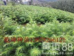 【廣西哪里有杉木小苗——想要無病蟲害的杉木小苗就來乾坤苗圃場】-