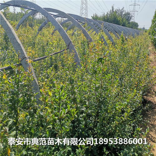 中農(nóng)紅軟籽石榴樹苗多少錢一棵 中農(nóng)紅軟籽石榴樹苗品種介紹