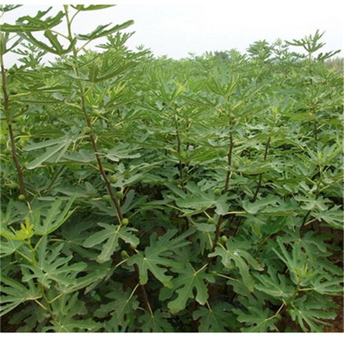 泰安布倫瑞克無花果苗報(bào)價(jià)