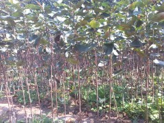 北美海棠芽苗、成品苗、根結苗、甜茶果、甜茶種子櫻桃種子|喬灌木|綠化苗木|供應信息|597苗木網