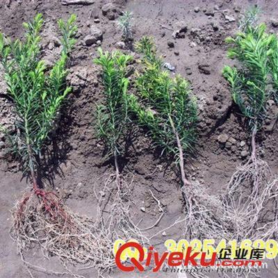供應花卉苗木 南方紅豆杉苗10-15--20厘米-沭陽縣華東園藝場提供供應花卉苗木 南方紅豆杉苗10-15--20厘米的相關介紹、產品、服務、圖片、價格沭陽縣華東園藝場、花卉苗木;草坪種子;牧草種子;花卉種子;盆景