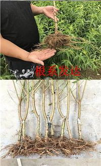 津京地批發各種占地樹苗